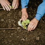 Workshop: Klimagärtnern im Wandelgarten