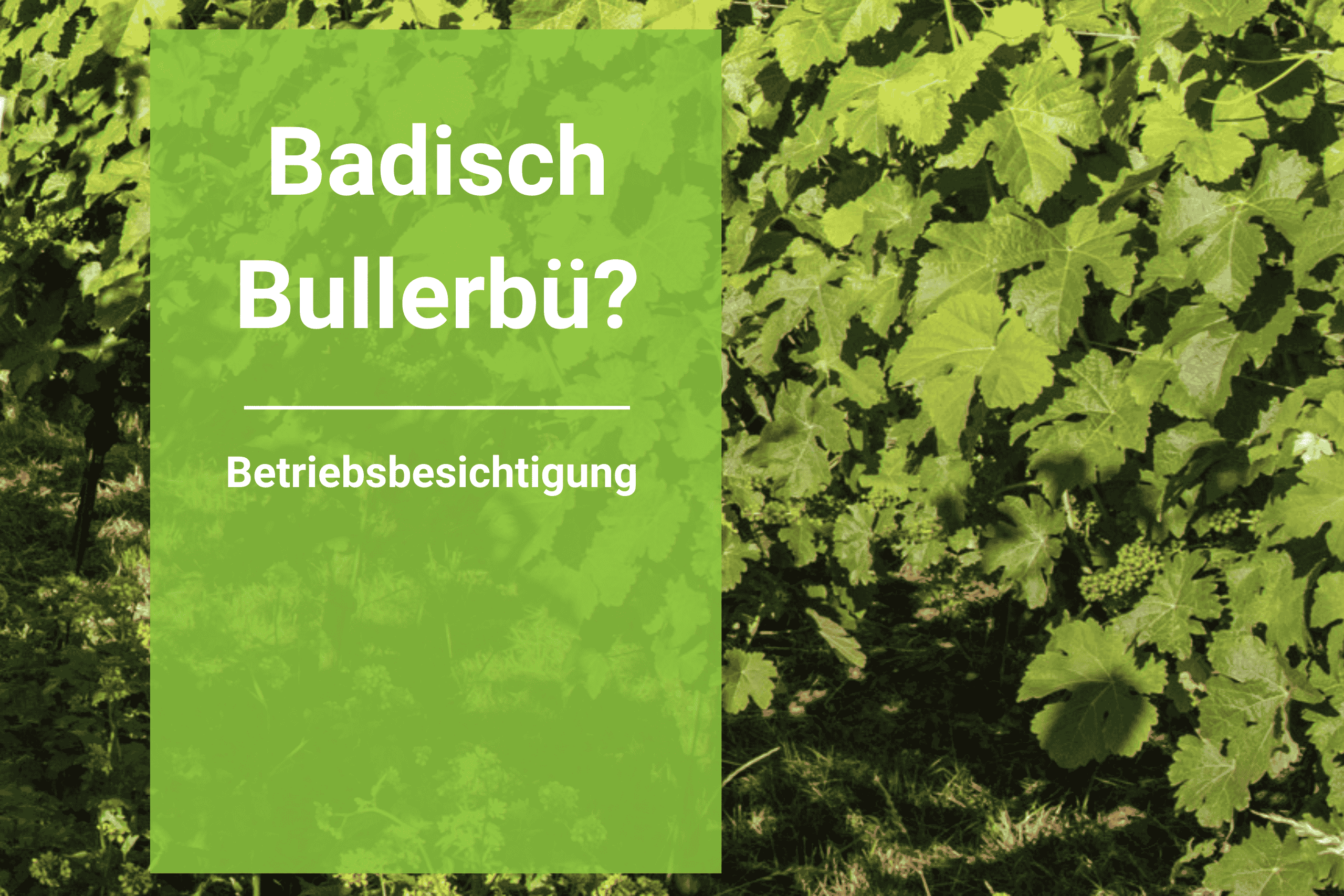 Badisch Bullerbü? Landwirtschaft im Wandel in Oberrotweil: Wie trotzt der Weinbau der Krise?