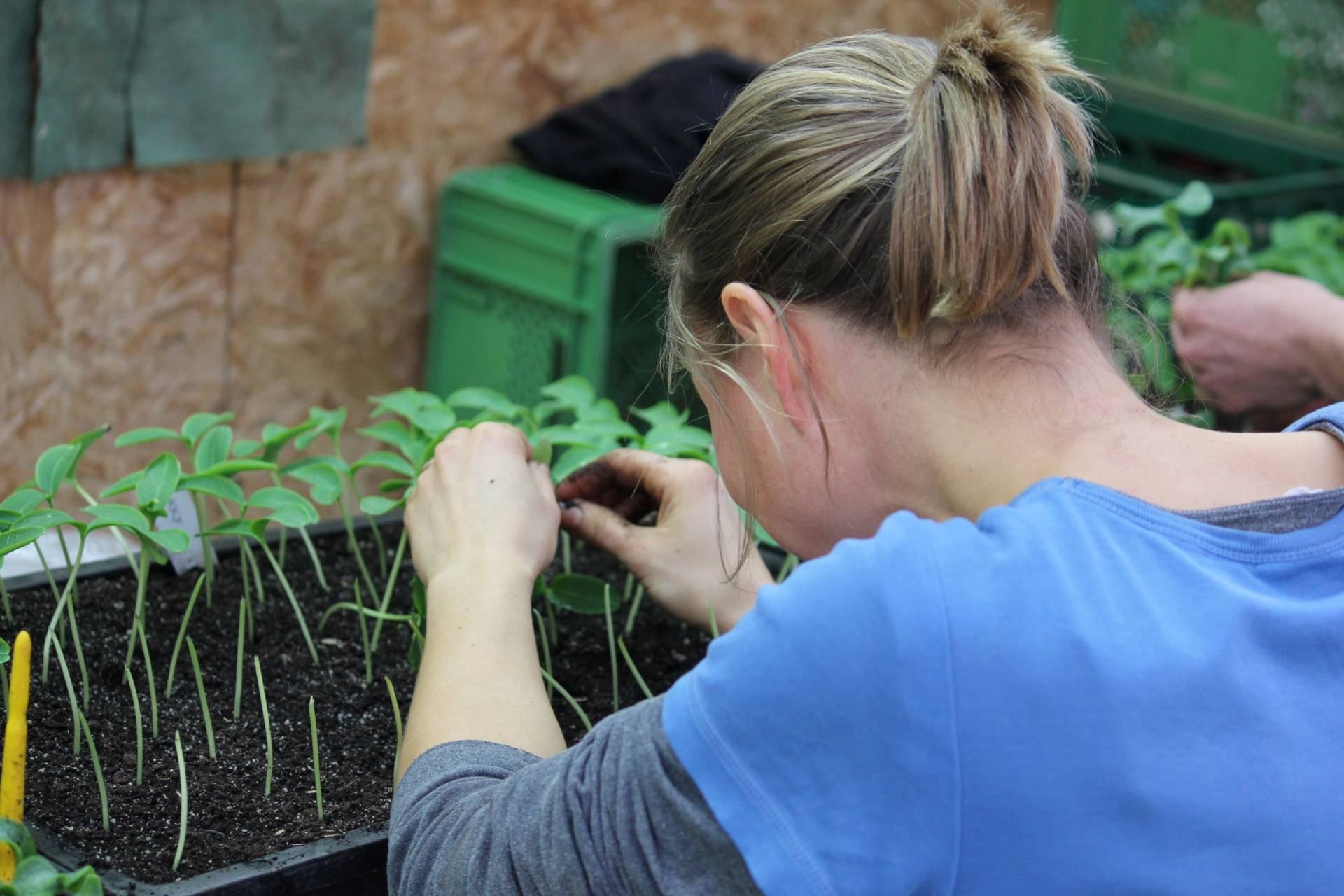 Gemüsegarten Grundkurs Anbauplanung: was, wie viel und wohin?