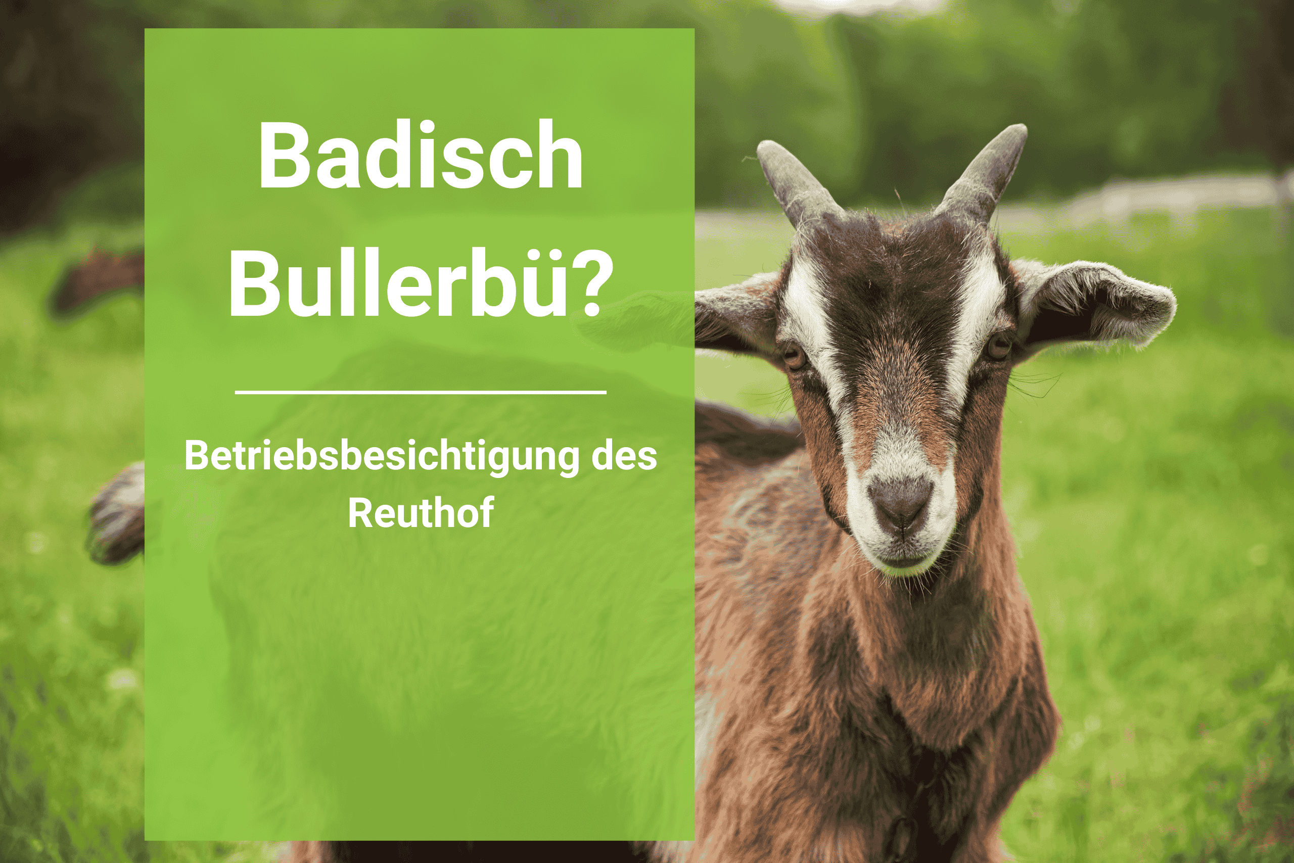 Badisch Bullerbü? Betriebsbesichtung auf dem Reuthof